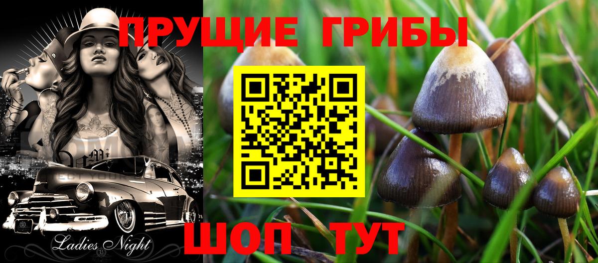 Псилоцибиновые грибы мицелий Иваново